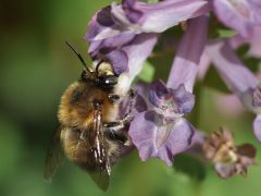 Anthophora plumipes